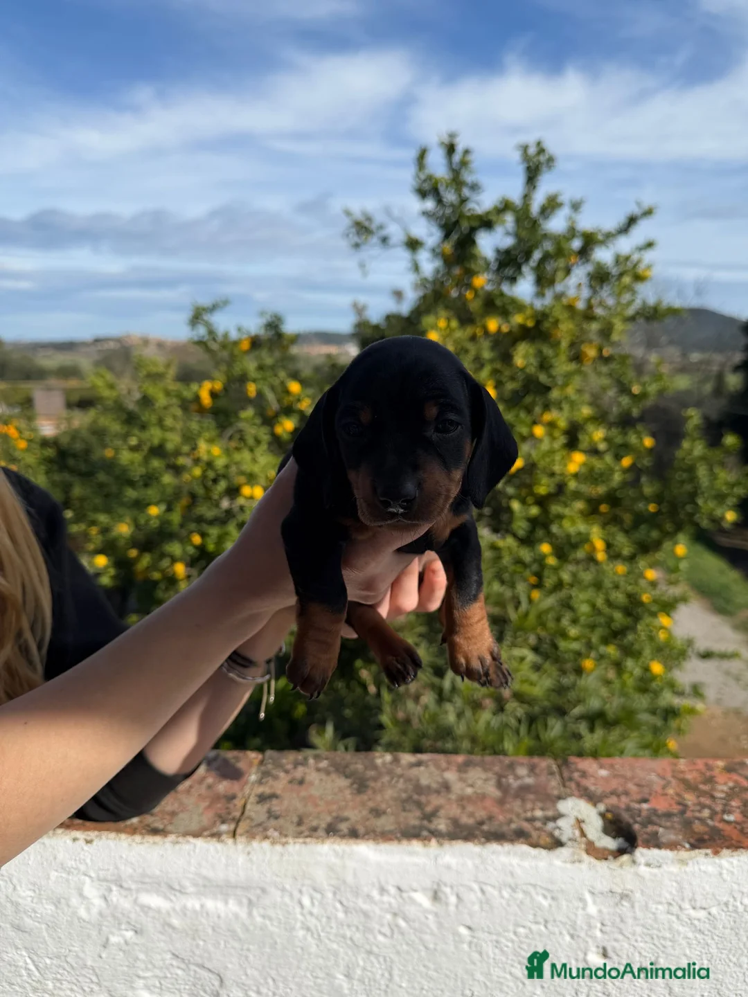 Teckel Miniatura perros en venta: Teckel mini - Anuncio 8