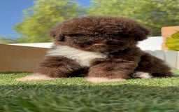 Perro de Agua Español perros en venta: PERRO DE AGUA HEMBRA - Imagen 4