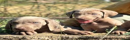 Weimaraner perros en venta: IMPRESIONANTE CAMADA DE BRACO DE WEIMAR - Anuncio 4