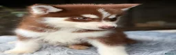 Husky Siberiano perros en venta: Husky rojo económico  - Anuncio 7
