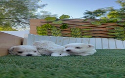 Bichón Maltés perros en venta: BICHÓN MALTÉS  - Imagen 14