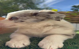 Border Collie perros en venta: BORDER COLLIE HEMBRA RED MERLE - Imagen 11