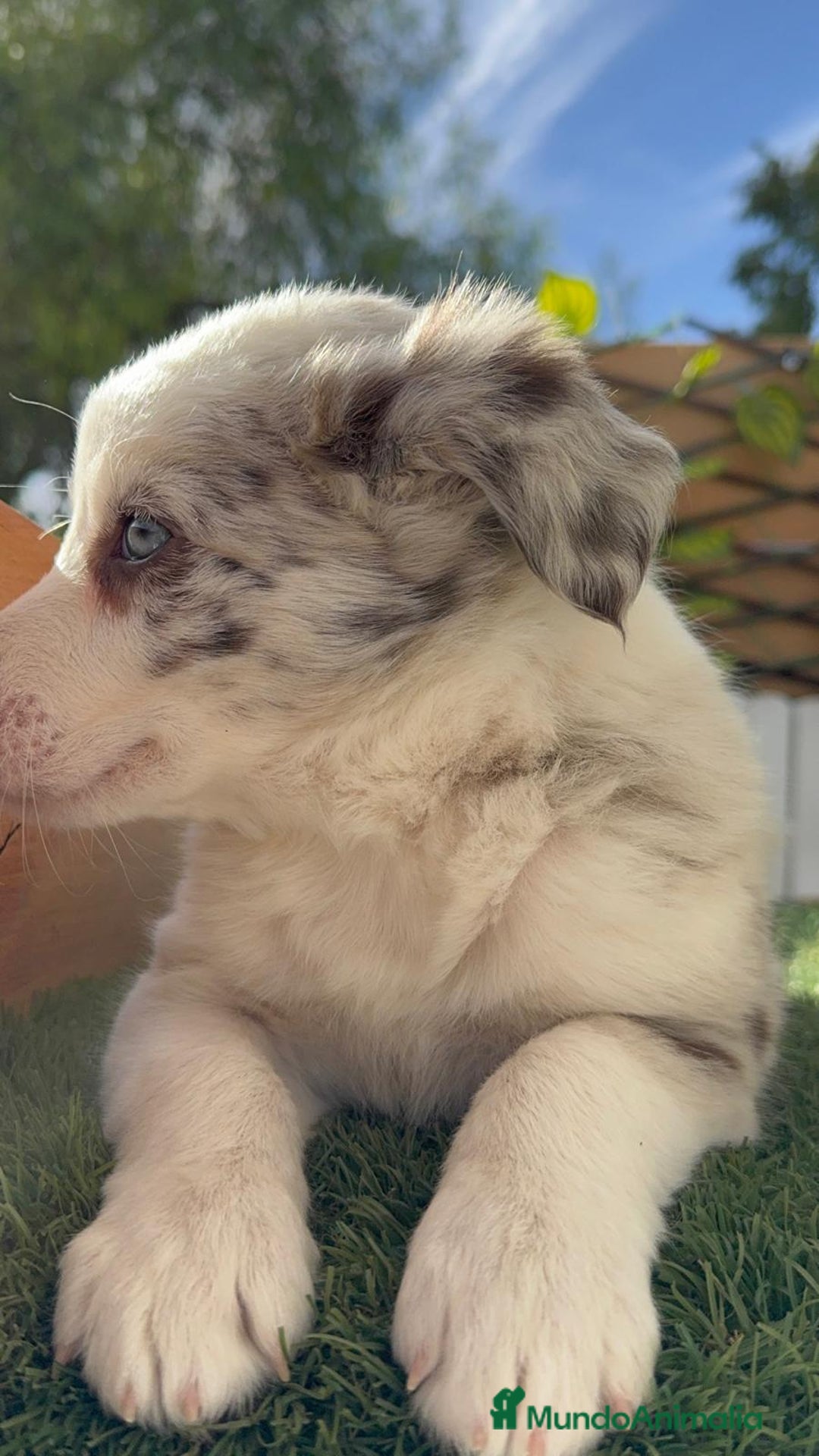 Border Collie perros en venta: BORDER COLLIE HEMBRA RED MERLE - Imagen 11
