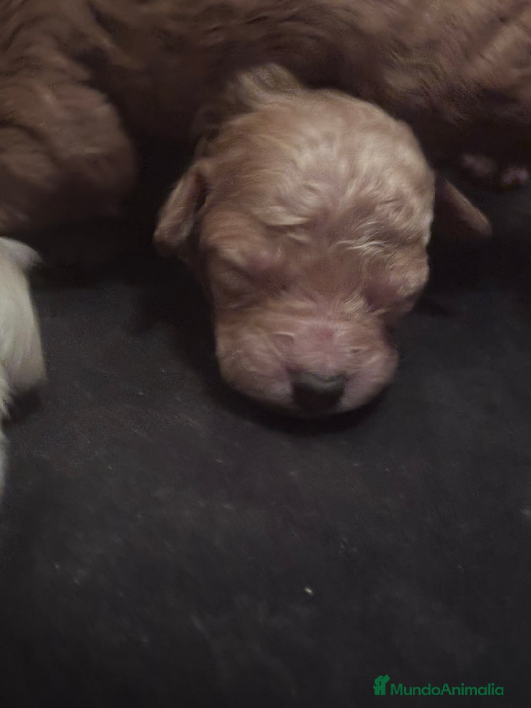 Caniche Toy perros en venta: Caniches toy - Imagen 3