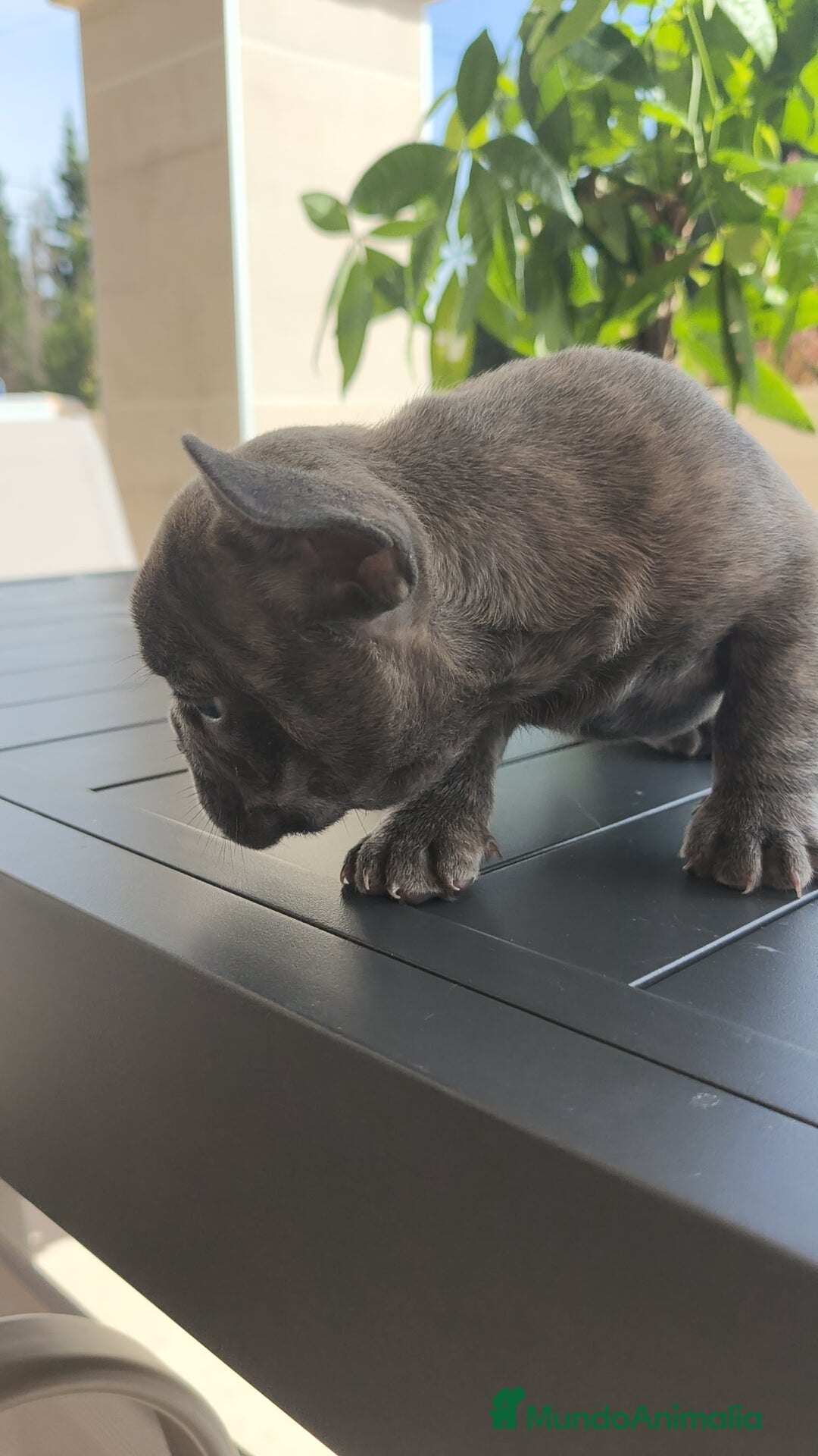 Bulldog Francés perros en venta: Bulldog Francés espectaculares - Imagen 6