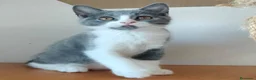 Británico de Pelo Corto gatos en venta: British pelo corto - Anuncio 1