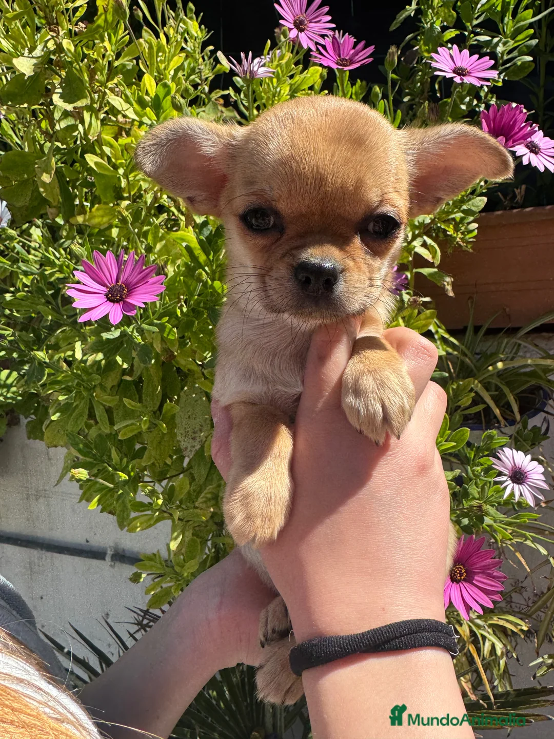 Chihuahua perros en venta: Hembrita chihuahua  - Anuncio 2