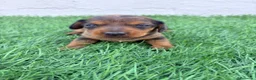 Teckel Miniatura perros en venta: Teckel Miniatura - Anuncio 16