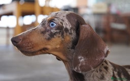 Teckel Miniatura perros en venta: 💎 Frisco – Teckel miniatura exótico, ojo azul 🐾 - Imagen 7