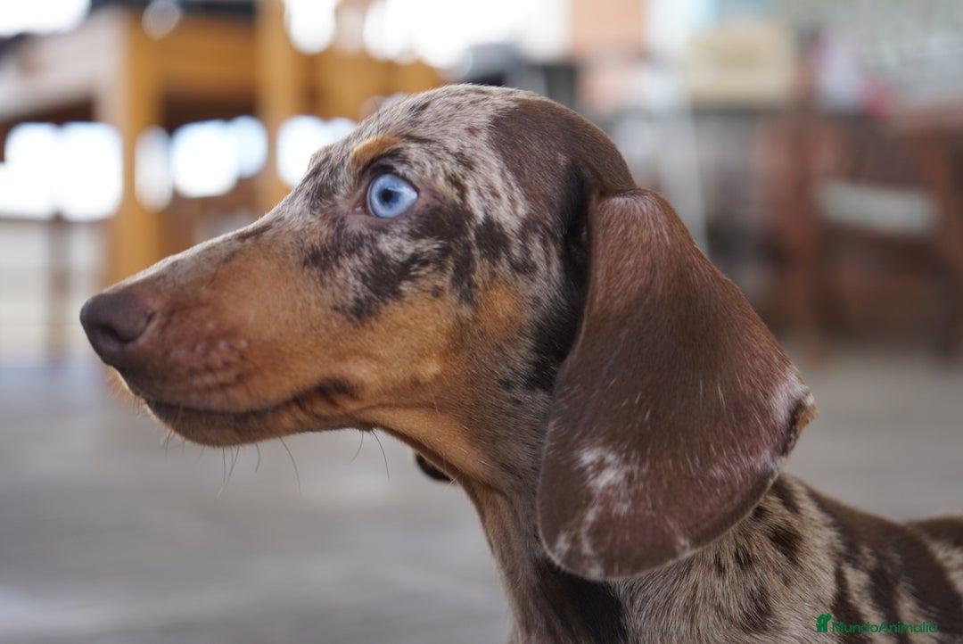 Teckel Miniatura perros en venta: 💎 Frisco – Teckel miniatura exótico, ojo azul 🐾 - Imagen 7
