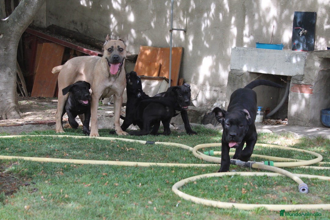 Cane Corso perros en venta: Cachorros Cane Corso disponibles en Segovia  - Imagen 13