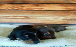 Teckel Miniatura perros en venta: TECKEL NEGRO FUEGO - Imagen 6