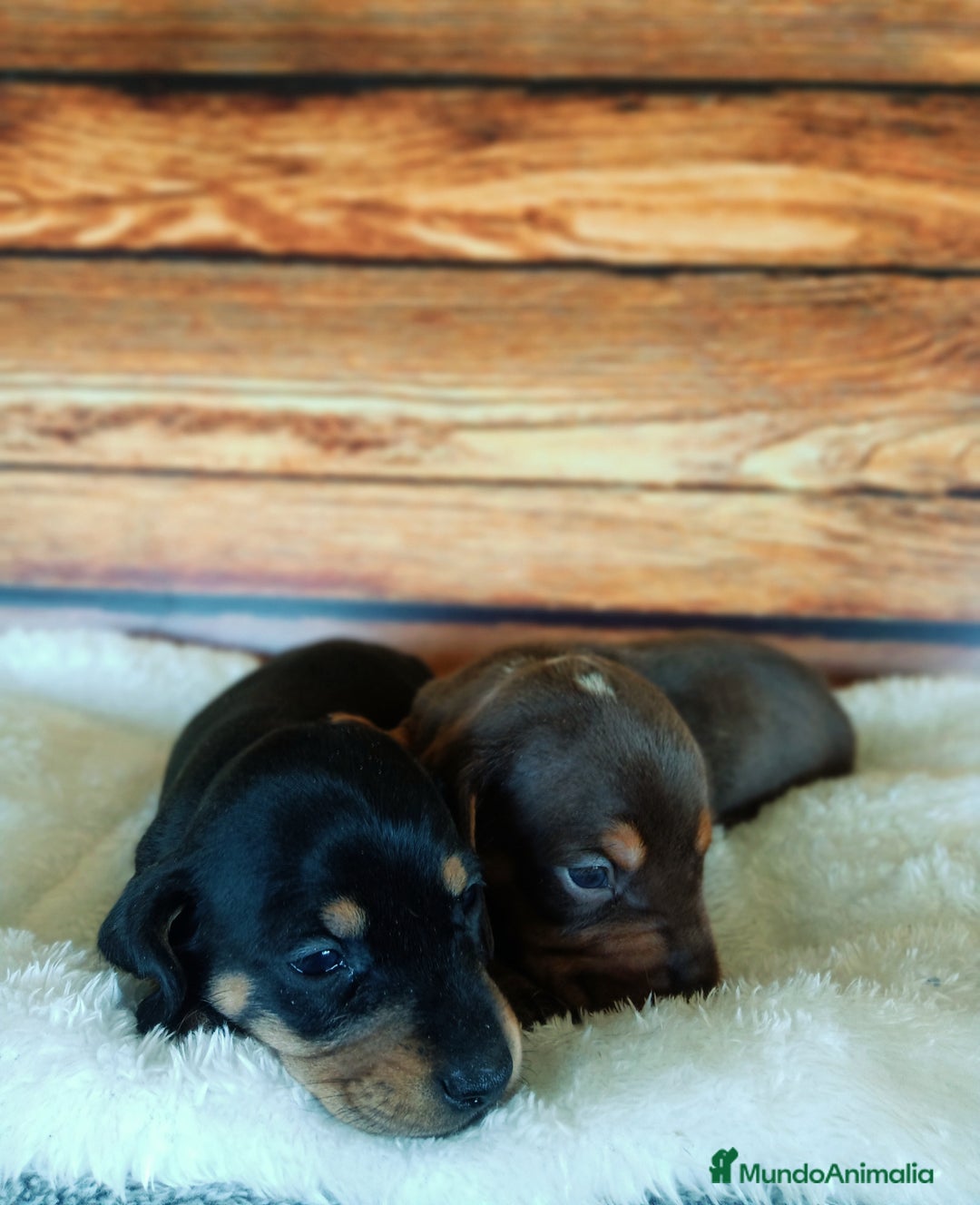 Teckel Miniatura perros en venta: TECKEL NEGRO FUEGO - Imagen 6