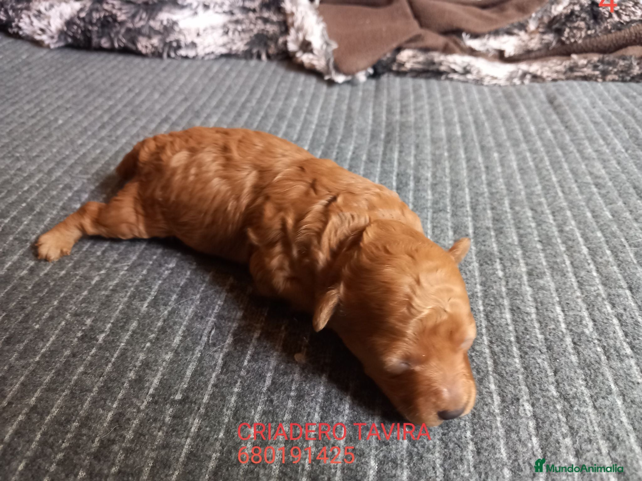 Caniche Toy perros Caniche Rojo. Poodle. - Anuncio 10