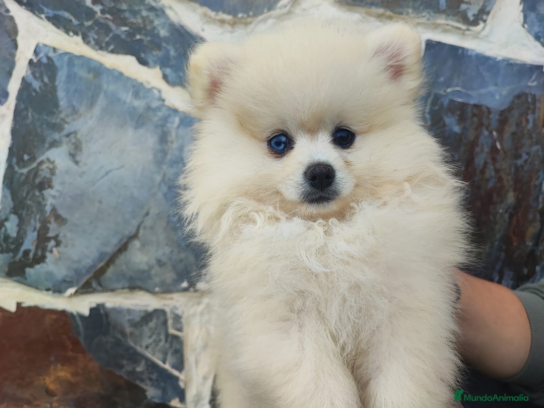 Pomerania perros en venta: POMERANIA HEMBRA OJO AZUL - Imagen 3