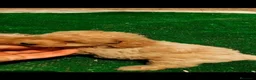Caniche Toy perros en venta: Cachorros de caniche Toy Apricot - Anuncio 6