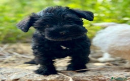 Schnauzer Miniatura perros en venta: SCHNAUZER MINIATURA DISPONIBLES - Imagen 6