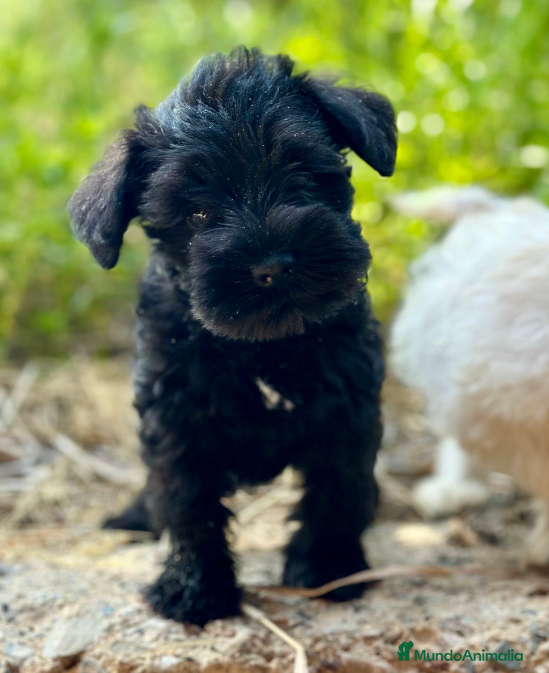Schnauzer Miniatura perros en venta: SCHNAUZER MINIATURA DISPONIBLES - Imagen 6