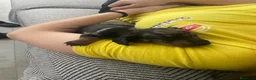 Teckel Miniatura perros en venta: Teckel miniatura  - Anuncio 10
