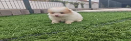 Pomerania perros en venta: Pomerania - Anuncio 4