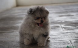 Pomerania perros en venta: 🧡 Cinco Pomerania, cinco personalidades únicas 🐾 - Imagen 7