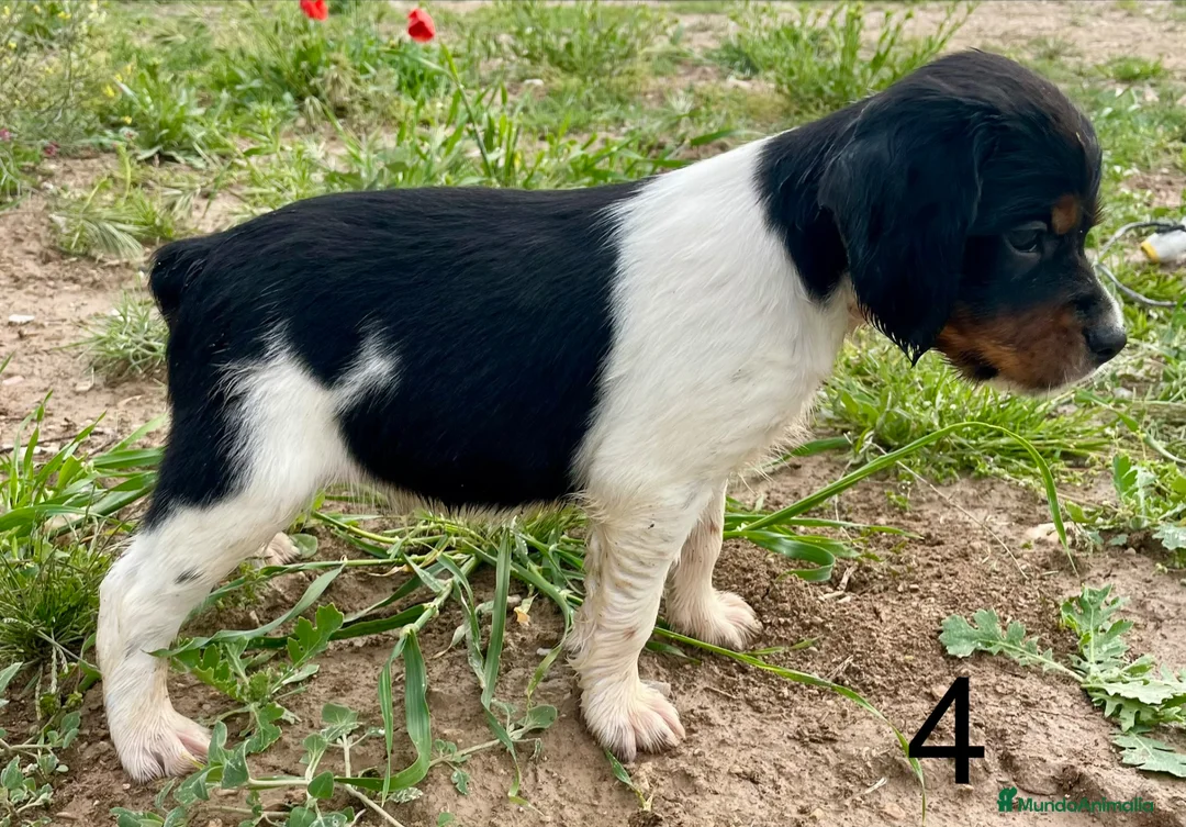 Épagneul Breton perros en venta: Epagneul Bretón  - Anuncio 12