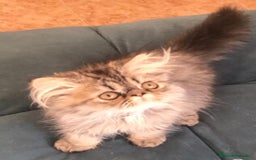 Persa gatos en venta: Persa en Valencia  - Imagen 1