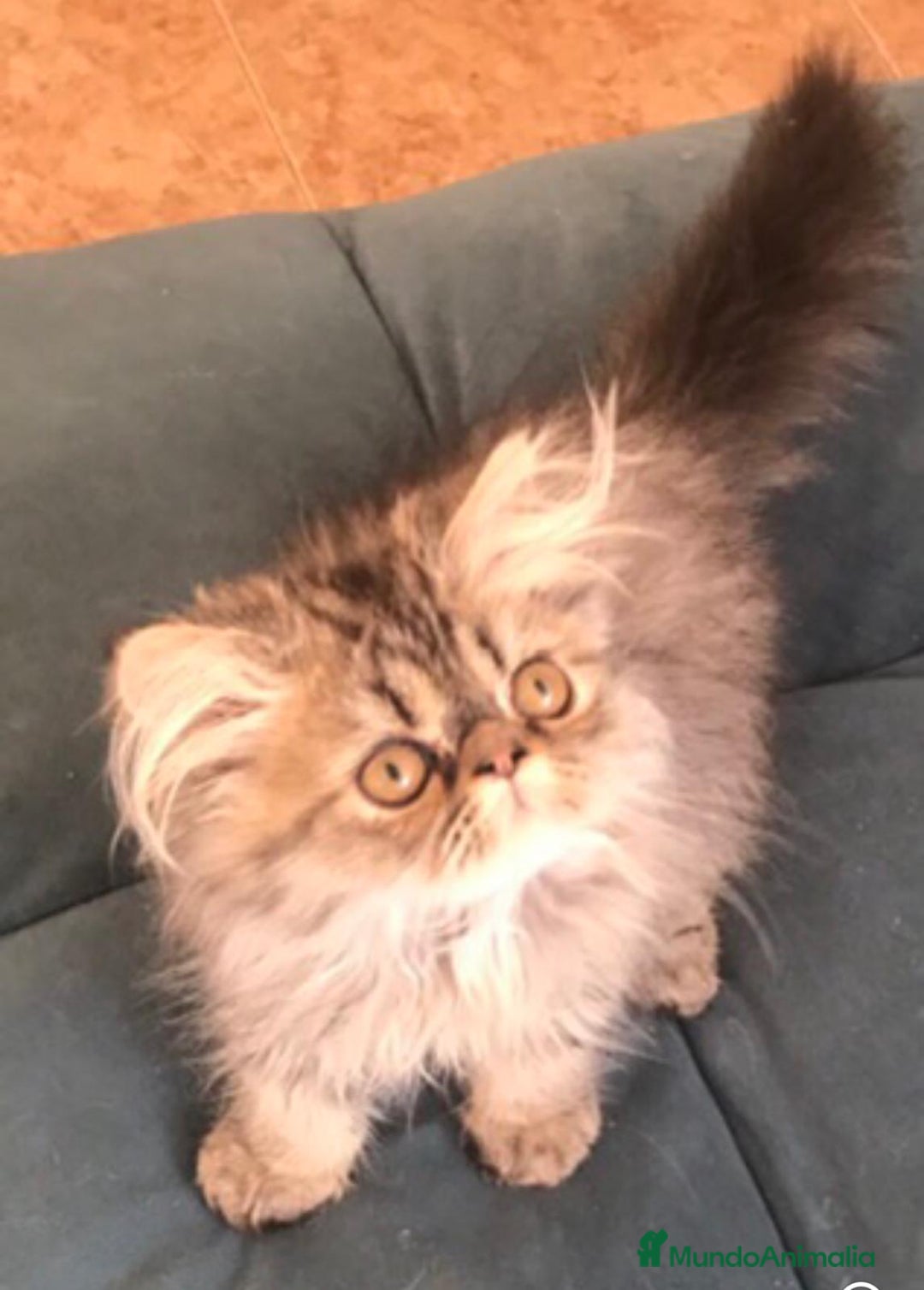 Persa gatos en venta: Persa en Valencia  - Imagen 1