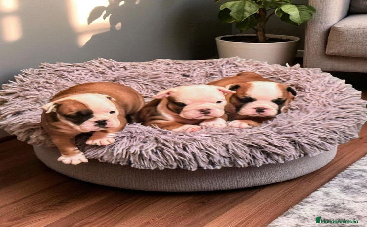 Bulldog Inglés perros - Anuncio 1