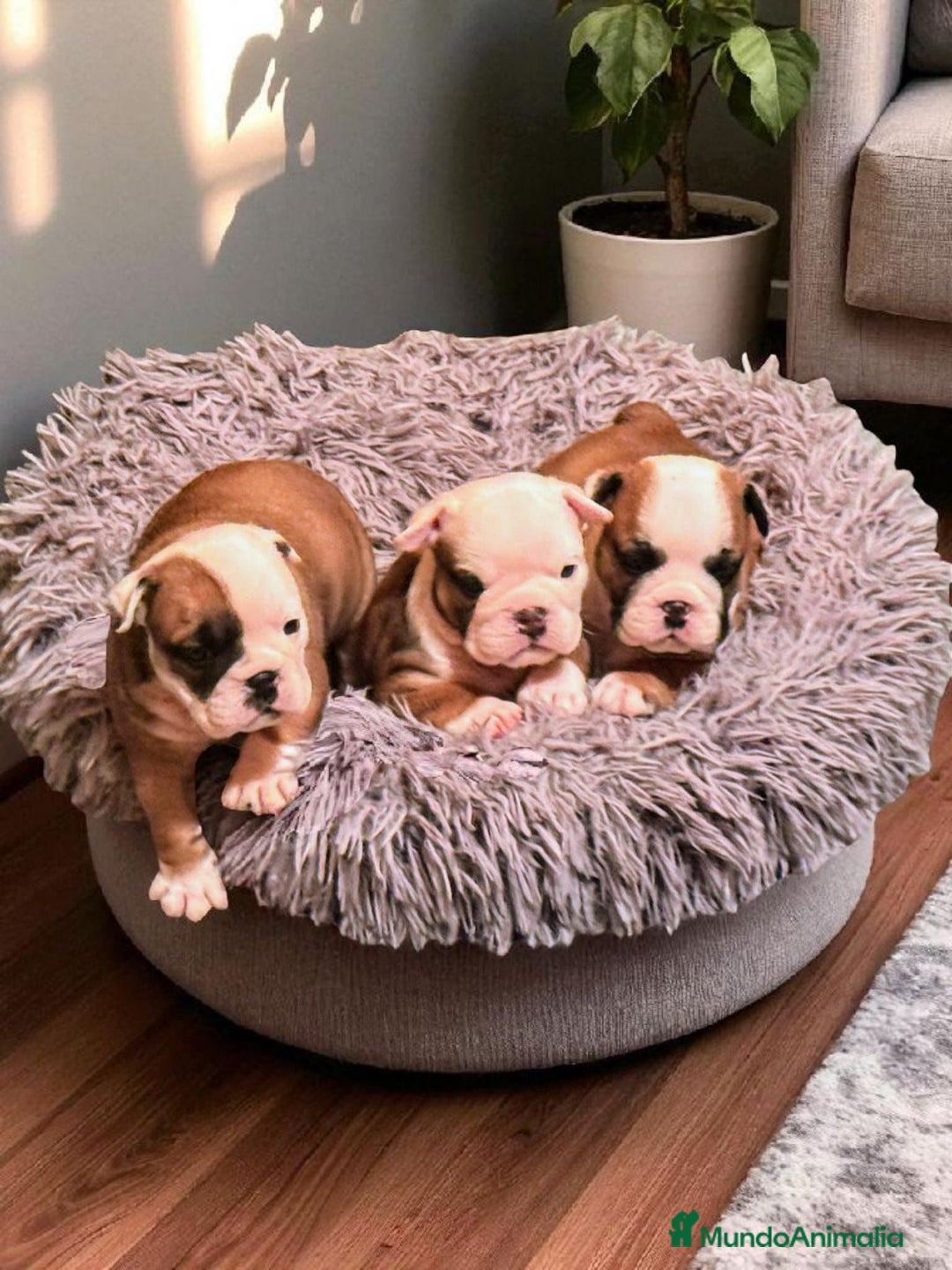 Bulldog Inglés perros en venta: Bulldog Ingles  - Imagen 1