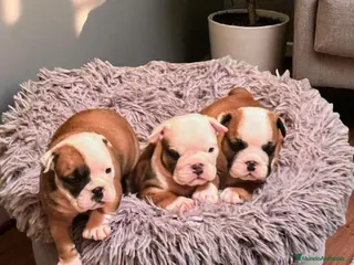 Bulldog Inglés perros Bulldog Ingles - Anuncio 2