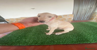 Galgo Español perros - Anuncio 11