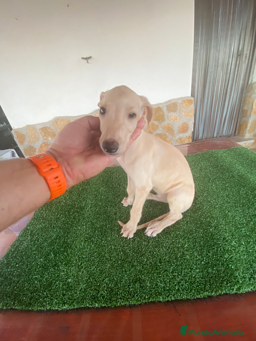 Galgo Español perros en venta: Galgo español macho - Imagen 2