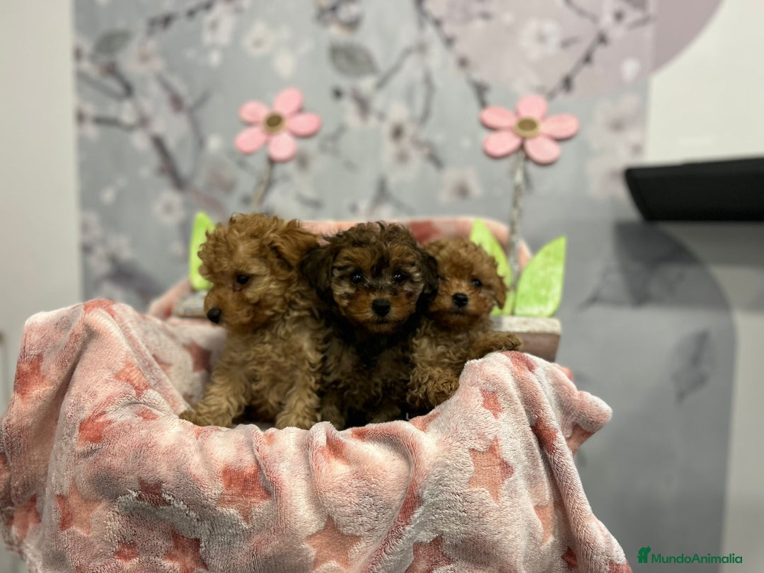 Caniche Toy perros en venta: Caniche toy hembra  - Anuncio 4