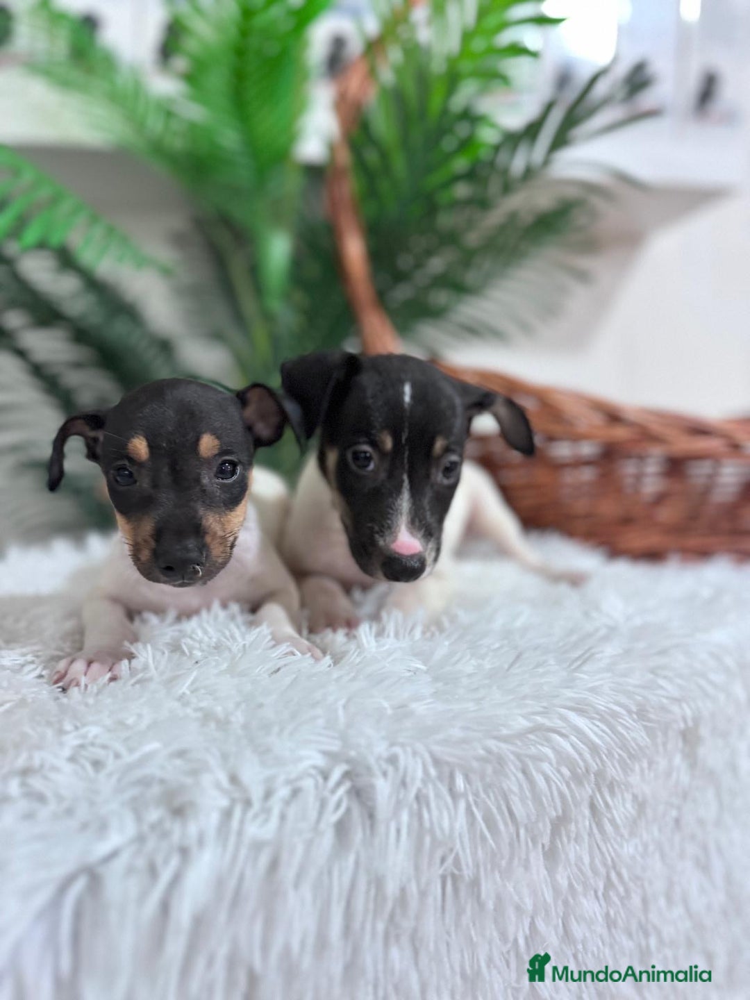 Ratonero Bodeguero Andaluz perros en venta: BODEGUERO MACHOS - Imagen 6