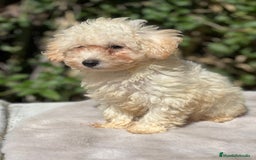 Maltipoo perros en venta: Maltipoo apricot - Imagen 6