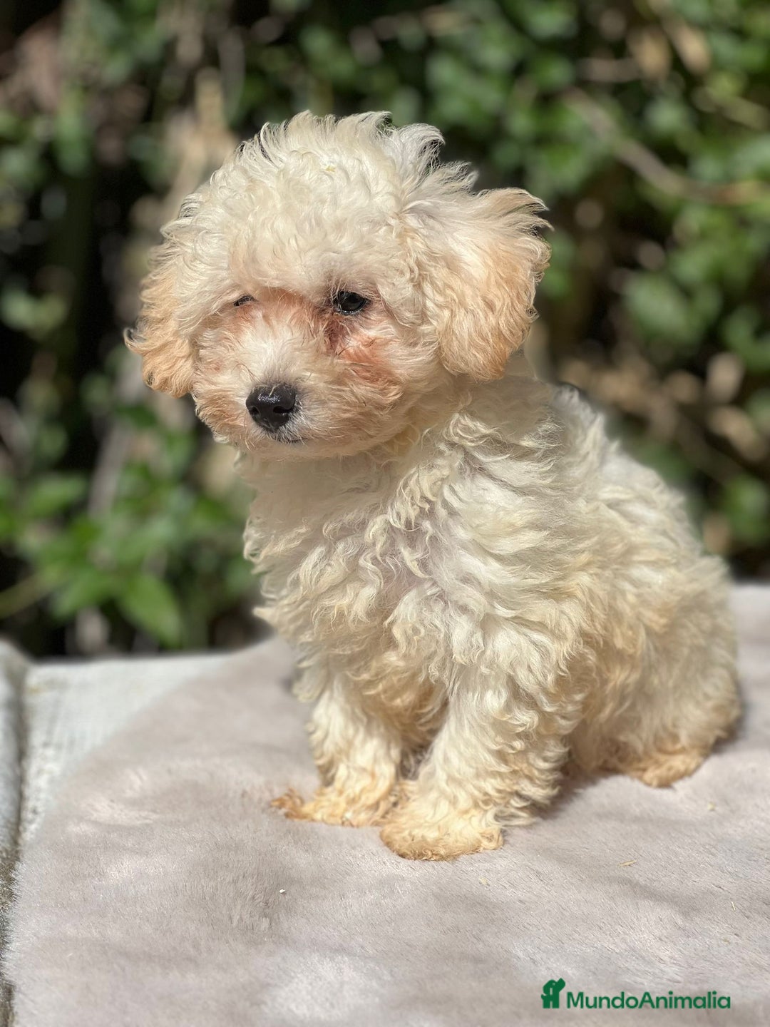 Maltipoo perros en venta: Maltipoo apricot - Imagen 6
