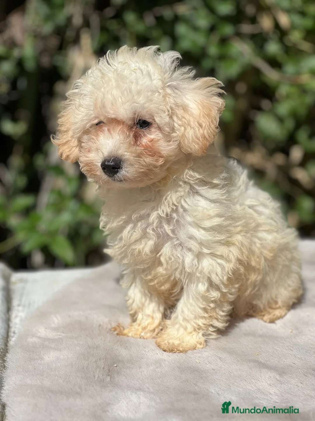 Maltipoo perros en venta: Maltipoo apricot - Anuncio 6