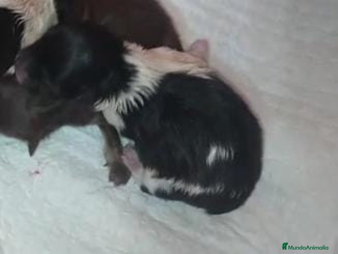 Pomchi perros en venta: Preciosa camada de pomerania  - Imagen 7