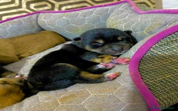 Shiba Inu perros en venta: Shibas Inu black 🖤🐾 - Imagen 2