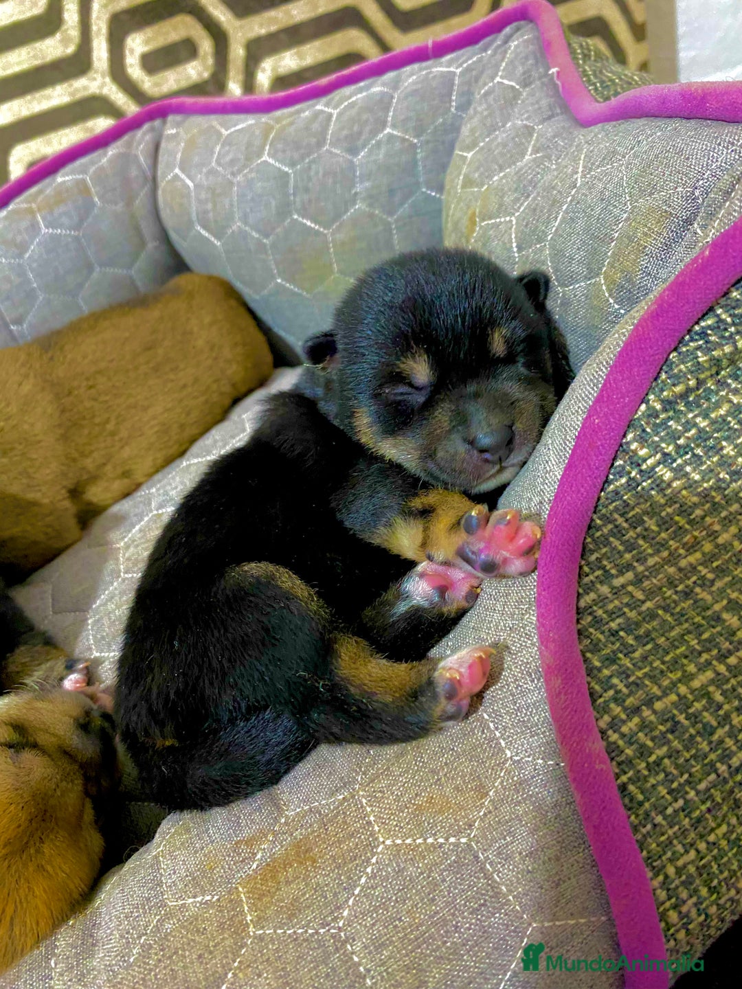 Shiba Inu perros en venta: Shibas Inu black 🖤🐾 - Imagen 2