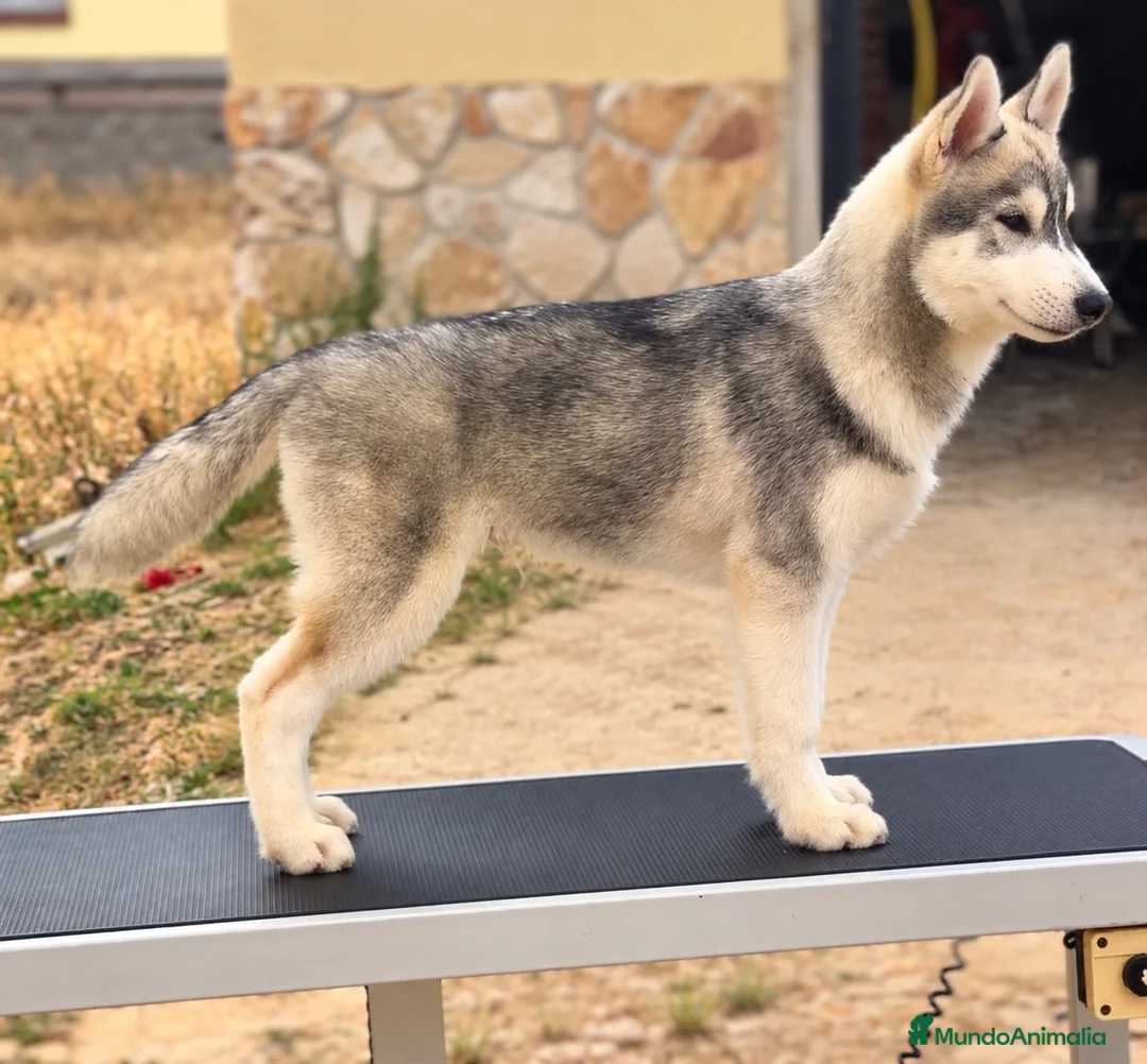 Husky Siberiano perros en venta: Precioso cachorro de husky siberiano - Anuncio 8