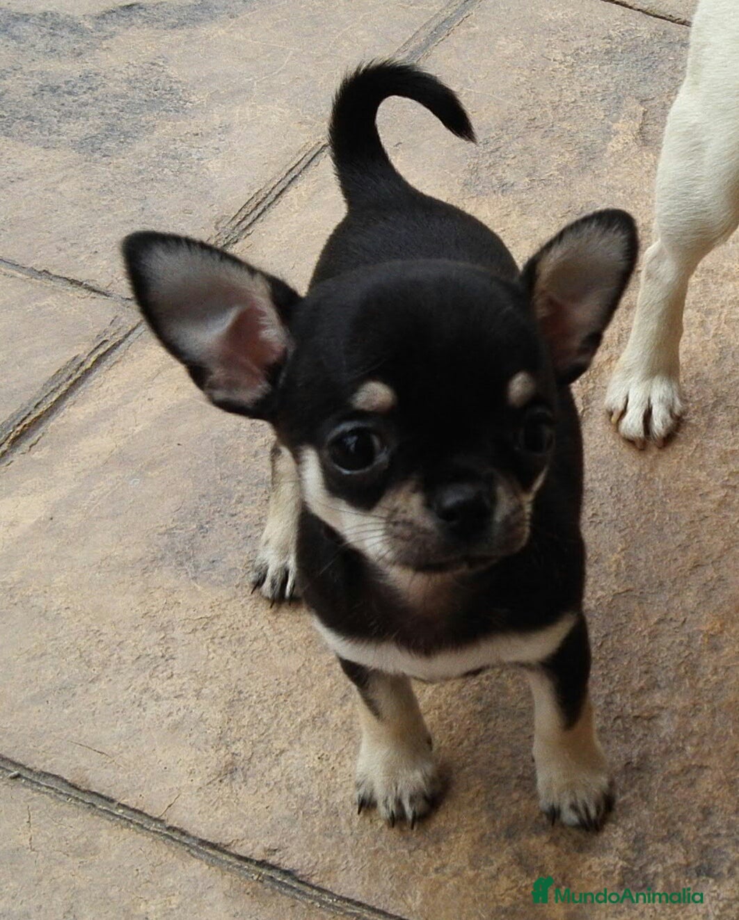 Chihuahua perros Chihuahuas cabecita de manzana 🍏 - Anuncio 2