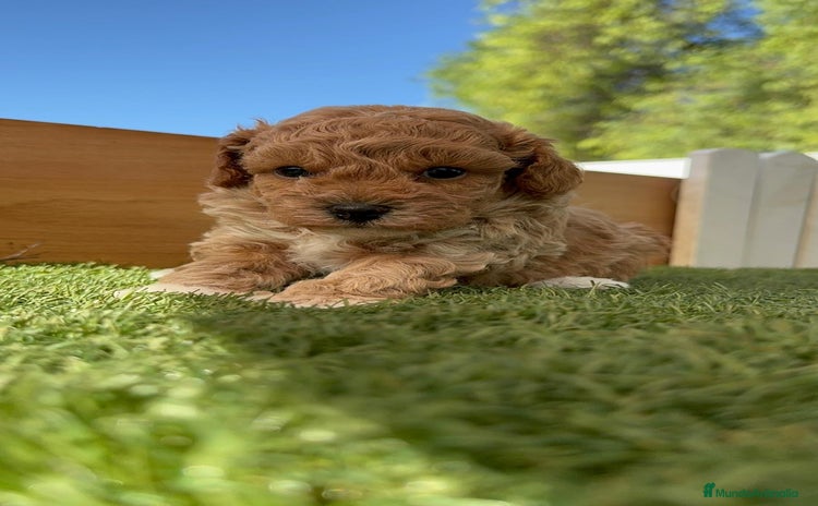 Caniche Toy perros - Anuncio 16