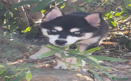 Pomsky perros en venta: Pomsky miniatura f4 - Imagen 2