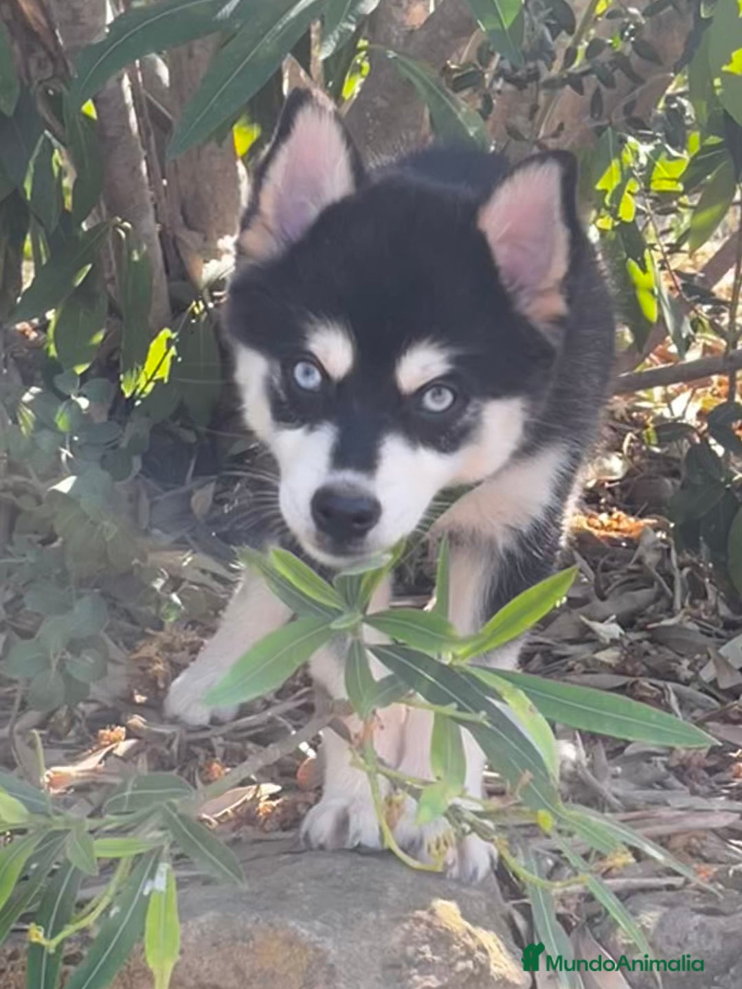 Pomsky perros en venta: Pomsky miniatura f4 - Imagen 2