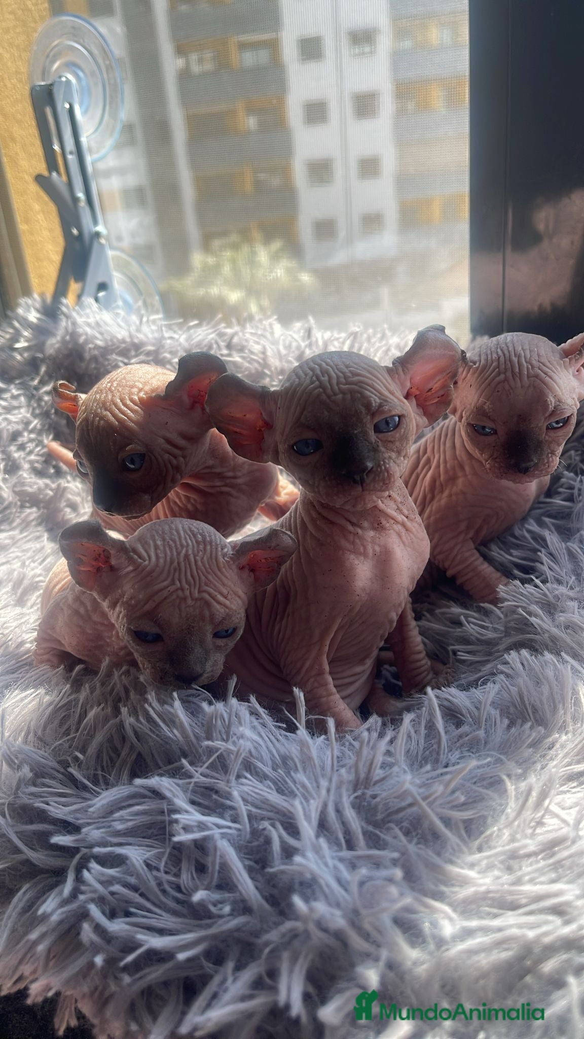Sphynx gatos Elfos y Dwef exclusivos - Anuncio 1