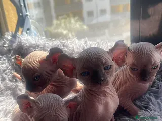 Sphynx gatos Elfos y Dwef exclusivos - Anuncio 1