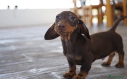 Teckel Miniatura perros en venta: 🐾 Bongo y Cacao – Teckel miniatura 🐾 - Imagen 5