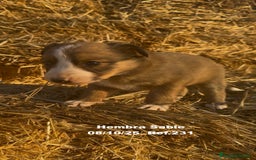 Border Collie perros en venta: BORDER COLLIE Sable Merle - Imagen 24